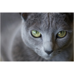 Russian Blue 7