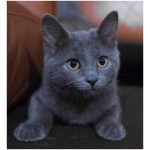 Russian Blue 8