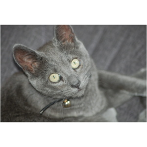 Russian Blue 9