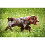 Russian Spaniel 2
