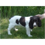 Russian Spaniel 4