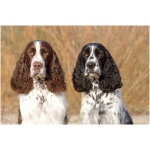 Russian Spaniel 5