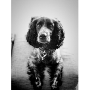 Russian Spaniel 9