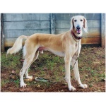Saluki 9