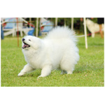 Samoyed 4