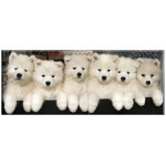 Samoyed 8