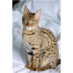 Savannah cat 0