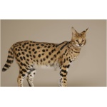 Savannah cat 1