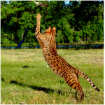 Savannah cat 3