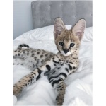 Savannah cat 4