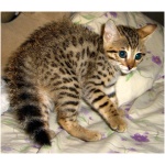 Savannah cat 5