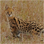 Savannah cat 6