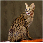 Savannah cat 8
