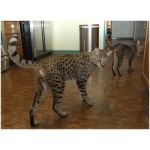 Savannah cat 9