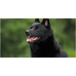 Schipperke 2