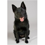 Schipperke 4