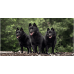 Schipperke 9