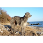 Scottish Deerhound 0