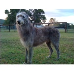 Scottish Deerhound 1