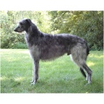 Scottish Deerhound 2