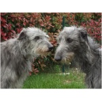 Scottish Deerhound 3