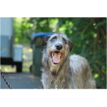 Scottish Deerhound 4
