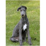 Scottish Deerhound 5