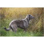 Scottish Deerhound 6