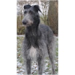 Scottish Deerhound 7