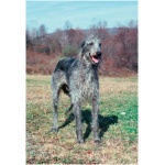 Scottish Deerhound 8