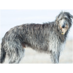 Scottish Deerhound 9