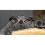 Scottish Fold 3