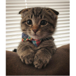 Scottish Fold 4