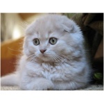 Scottish Fold 8