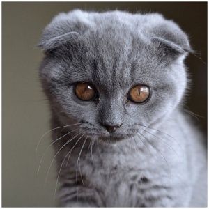 Scottish Fold 9