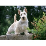 Scottish Terrier 0