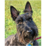 Scottish Terrier 3