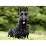 Scottish Terrier 4