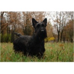 Scottish Terrier 5