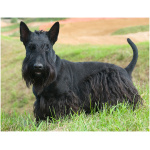 Scottish Terrier 6