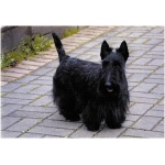 Scottish Terrier 7
