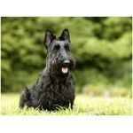 Scottish Terrier 8