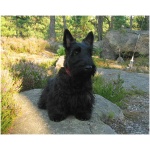 Scottish Terrier 9