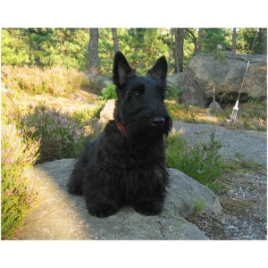 Scottish Terrier 9