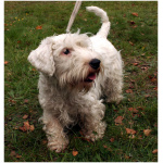 Sealyham Terrier 9