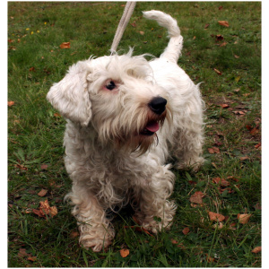 Sealyham Terrier 9