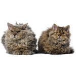 Selkirk Rex 1