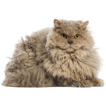 Selkirk Rex 3