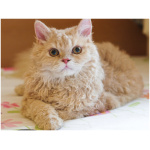 Selkirk Rex 4