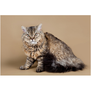 Selkirk Rex 9